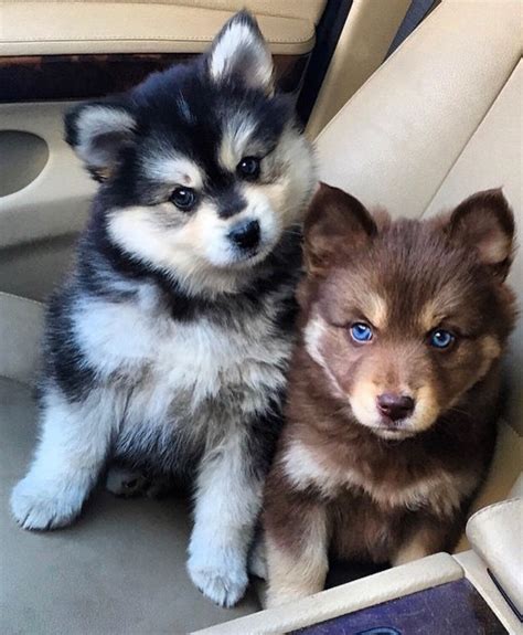 pomsky for sale near me|pomsky puppies for adoption near me.